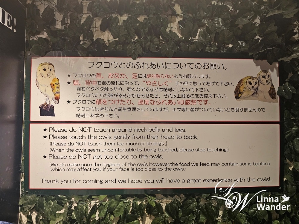 萌萌貓頭鷹體驗-京都貓頭鷹之森(京都のフクロウの森) - 第3張圖 萌萌貓頭鷹體驗-京都貓頭鷹之森(京都のフクロウの森)