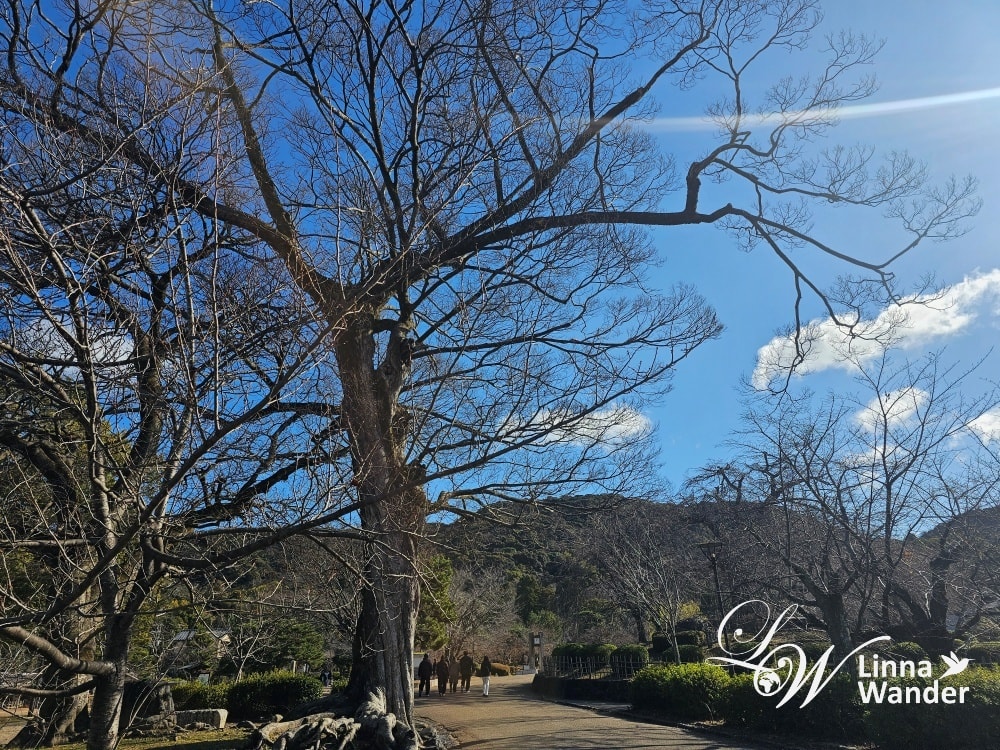 京都新年參拜：八坂神社、知恩院