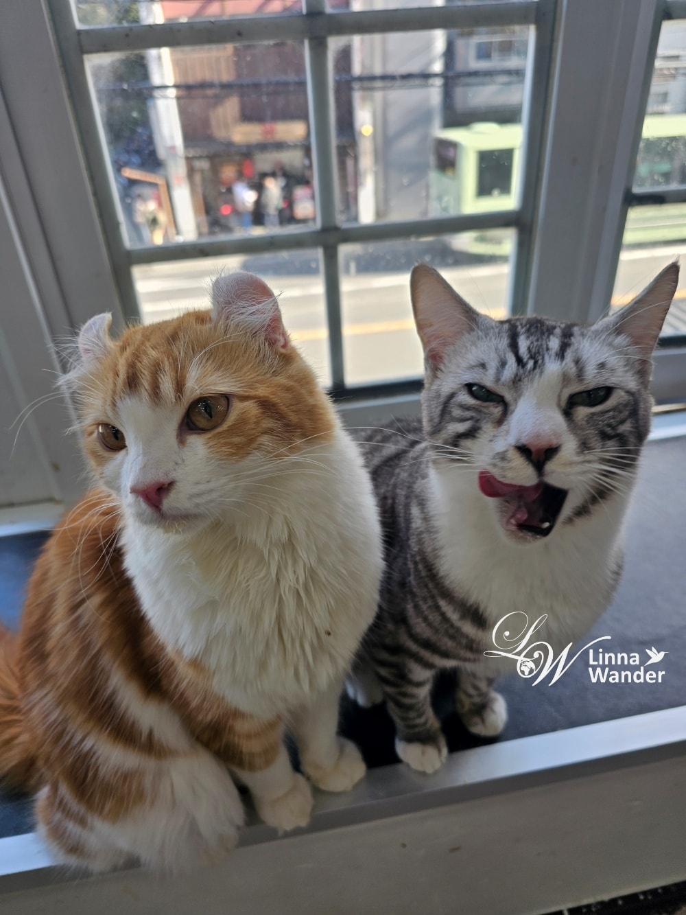 來被貓包圍吧!貓與動物咖啡館諾亞方舟(Cat&Animal Cafe Noah’s Ark 祇園店) - 第5張圖 來被貓包圍吧!貓與動物咖啡館諾亞方舟(Cat&Animal Cafe Noah’s Ark 祇園店)