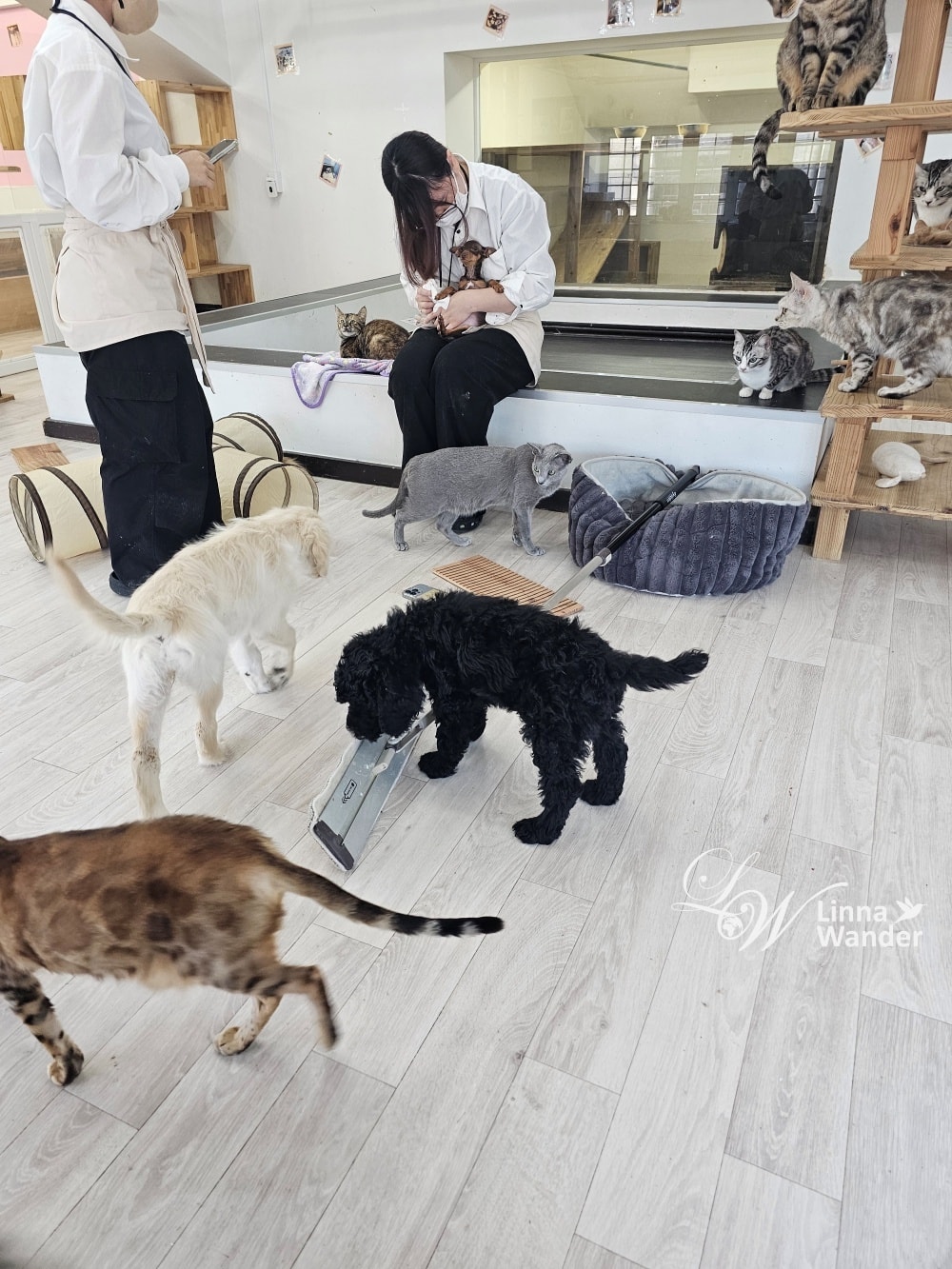 來被貓包圍吧!貓與動物咖啡館諾亞方舟(Cat&Animal Cafe Noah’s Ark 祇園店) - 第9張圖 來被貓包圍吧!貓與動物咖啡館諾亞方舟(Cat&Animal Cafe Noah’s Ark 祇園店)