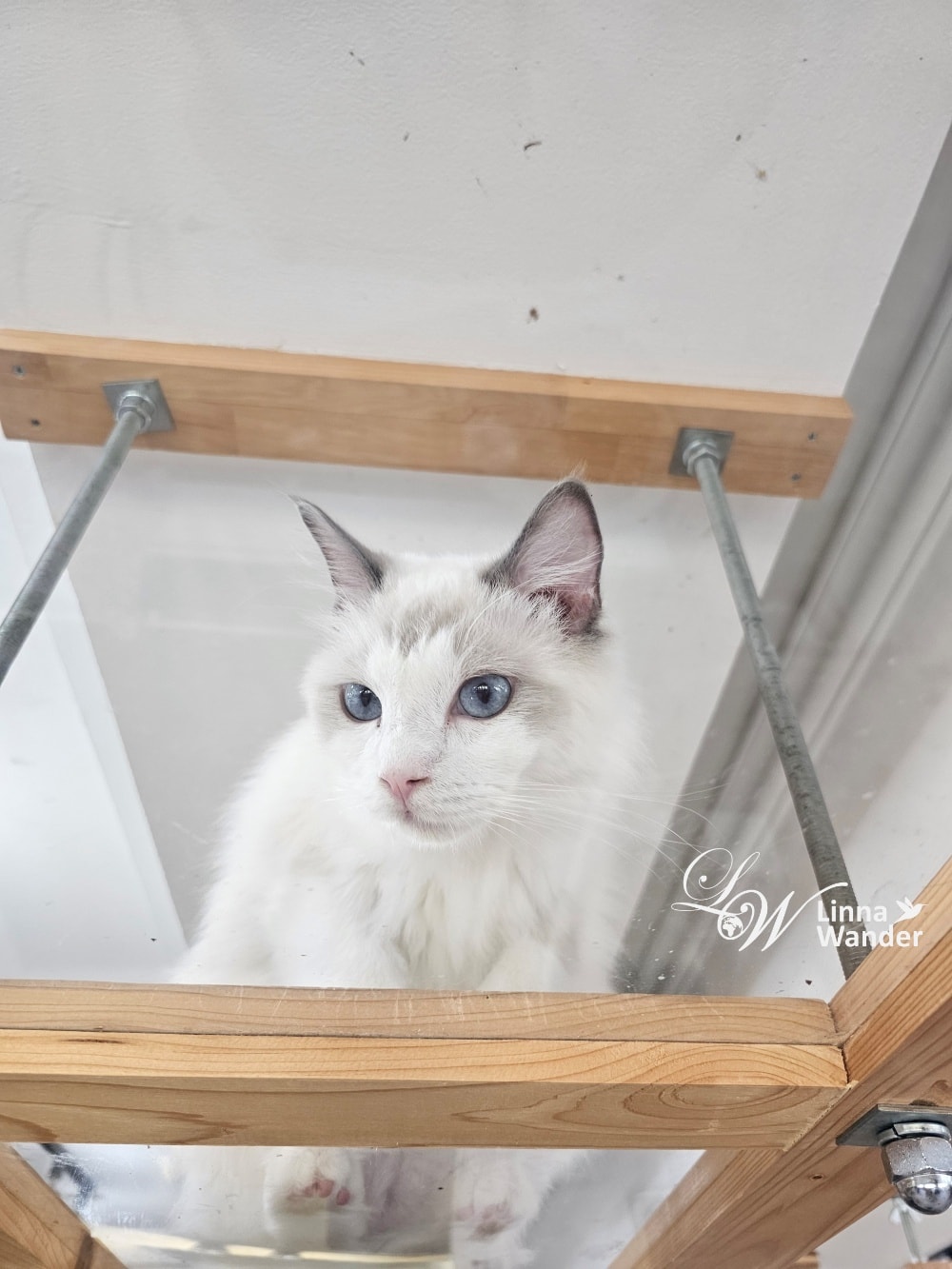 來被貓包圍吧!貓與動物咖啡館諾亞方舟(Cat&Animal Cafe Noah’s Ark 祇園店) - 第28張圖 來被貓包圍吧!貓與動物咖啡館諾亞方舟(Cat&Animal Cafe Noah’s Ark 祇園店)