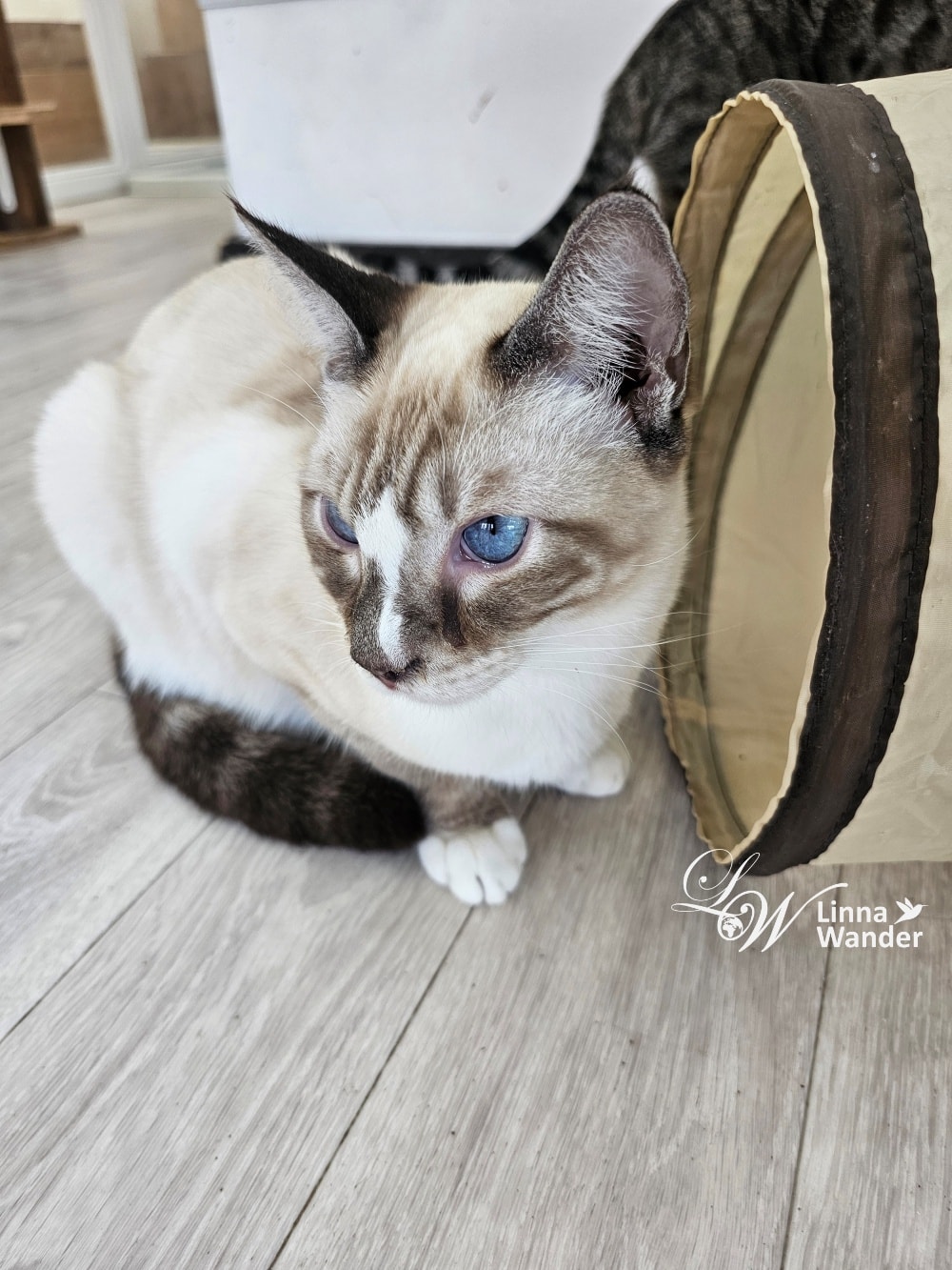 來被貓包圍吧!貓與動物咖啡館諾亞方舟(Cat&Animal Cafe Noah’s Ark 祇園店) - 第29張圖 來被貓包圍吧!貓與動物咖啡館諾亞方舟(Cat&Animal Cafe Noah’s Ark 祇園店)