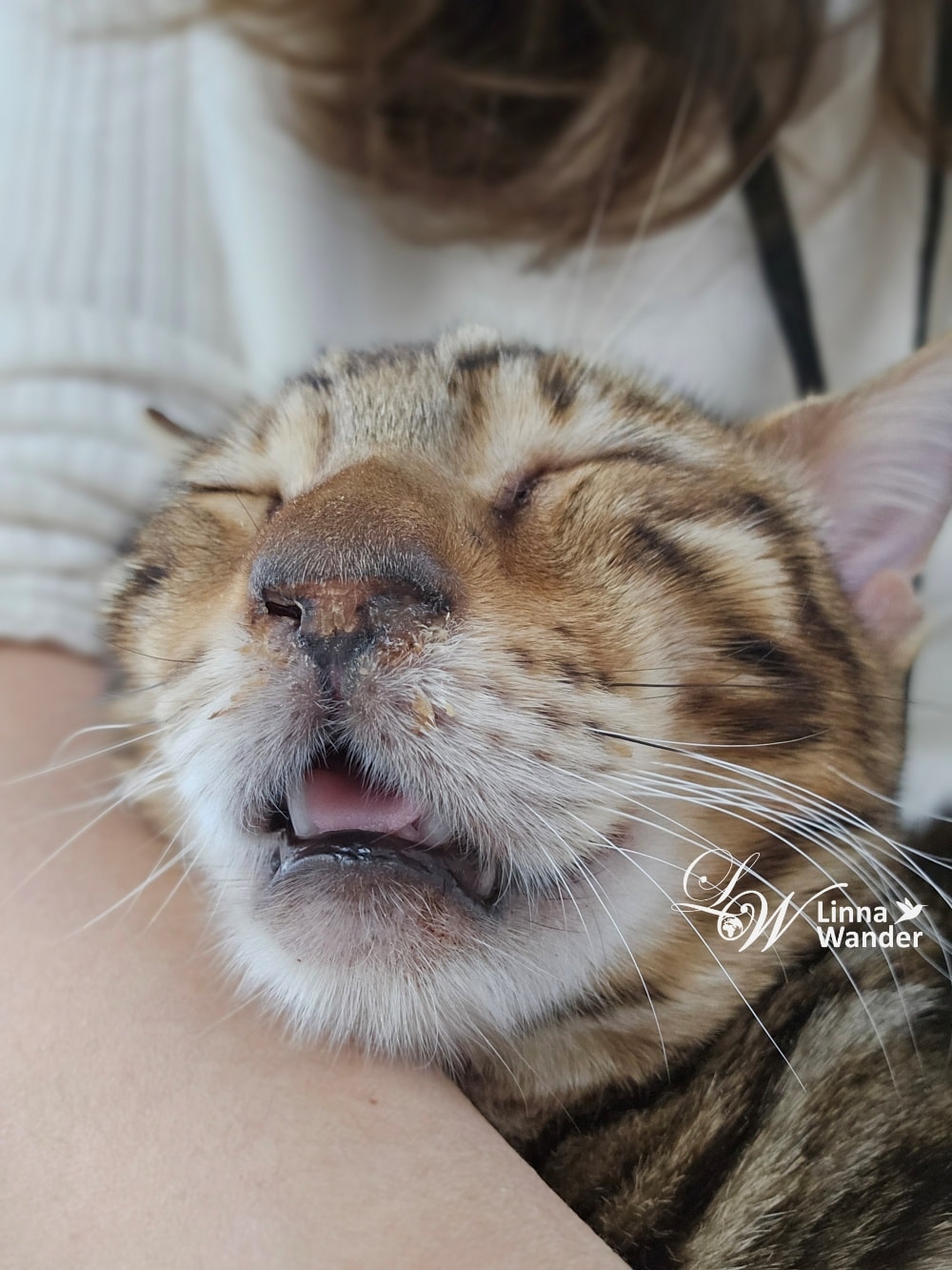 來被貓包圍吧!貓與動物咖啡館諾亞方舟(Cat&Animal Cafe Noah’s Ark 祇園店) - 第13張圖 來被貓包圍吧!貓與動物咖啡館諾亞方舟(Cat&Animal Cafe Noah’s Ark 祇園店)