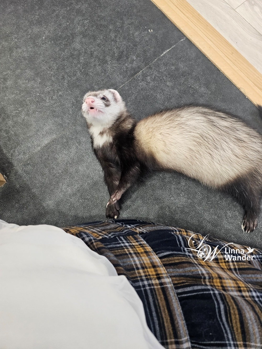 來被貓包圍吧!貓與動物咖啡館諾亞方舟(Cat&Animal Cafe Noah’s Ark 祇園店) - 第14張圖 來被貓包圍吧!貓與動物咖啡館諾亞方舟(Cat&Animal Cafe Noah’s Ark 祇園店)