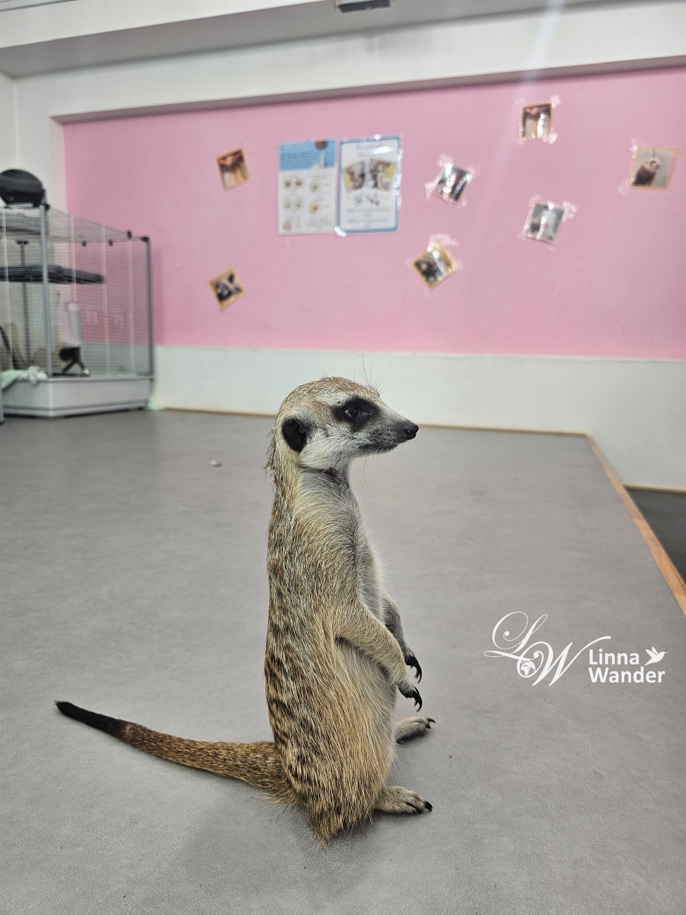 來被貓包圍吧!貓與動物咖啡館諾亞方舟(Cat&Animal Cafe Noah’s Ark 祇園店) - 第17張圖 來被貓包圍吧!貓與動物咖啡館諾亞方舟(Cat&Animal Cafe Noah’s Ark 祇園店)