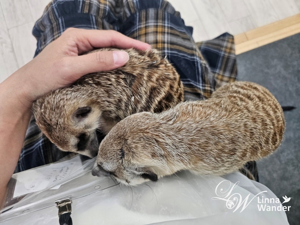 來被貓包圍吧!貓與動物咖啡館諾亞方舟(Cat&Animal Cafe Noah’s Ark 祇園店) - 第18張圖 來被貓包圍吧!貓與動物咖啡館諾亞方舟(Cat&Animal Cafe Noah’s Ark 祇園店)