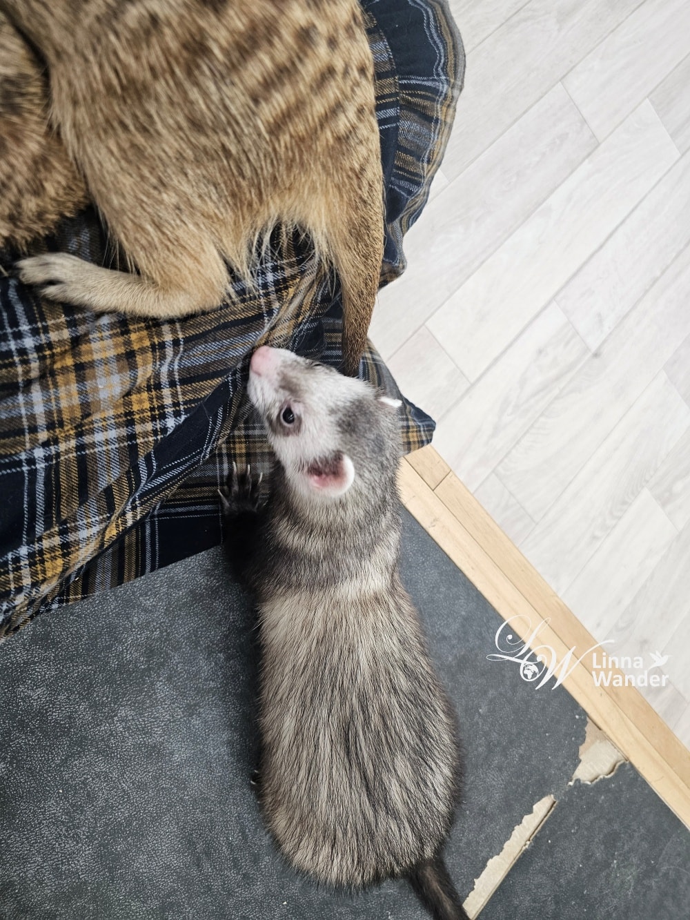 來被貓包圍吧!貓與動物咖啡館諾亞方舟(Cat&Animal Cafe Noah’s Ark 祇園店) - 第15張圖 來被貓包圍吧!貓與動物咖啡館諾亞方舟(Cat&Animal Cafe Noah’s Ark 祇園店)