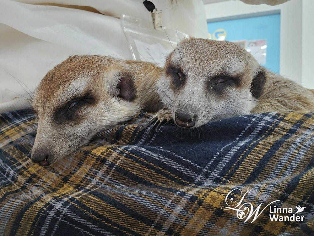 來被貓包圍吧!貓與動物咖啡館諾亞方舟(Cat&Animal Cafe Noah’s Ark 祇園店) - 第20張圖 來被貓包圍吧!貓與動物咖啡館諾亞方舟(Cat&Animal Cafe Noah’s Ark 祇園店)