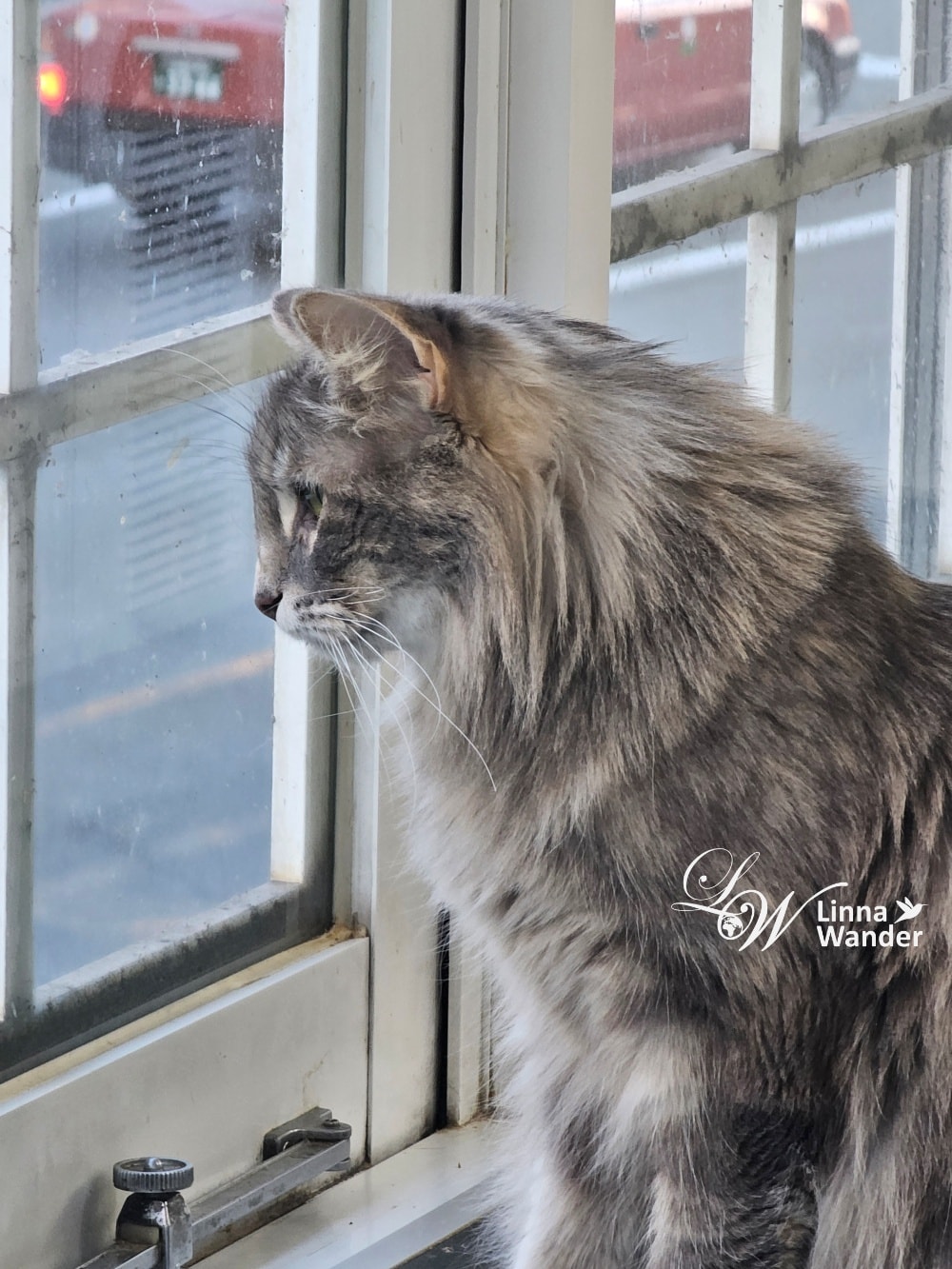 來被貓包圍吧!貓與動物咖啡館諾亞方舟(Cat&Animal Cafe Noah’s Ark 祇園店) - 第30張圖 來被貓包圍吧!貓與動物咖啡館諾亞方舟(Cat&Animal Cafe Noah’s Ark 祇園店)