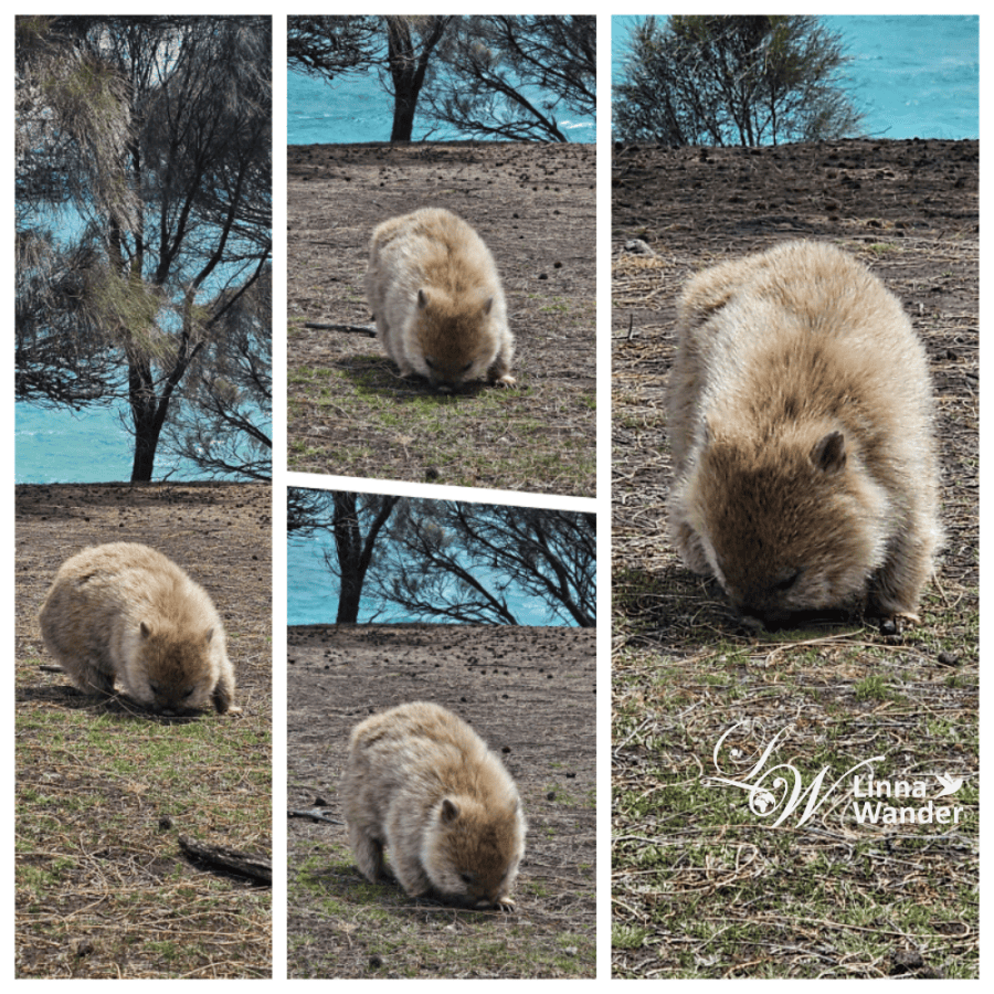 Tasmania-來去瑪麗亞島Maria Island找袋熊！