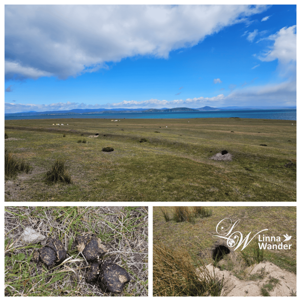 Tasmania-來去瑪麗亞島Maria Island找袋熊！