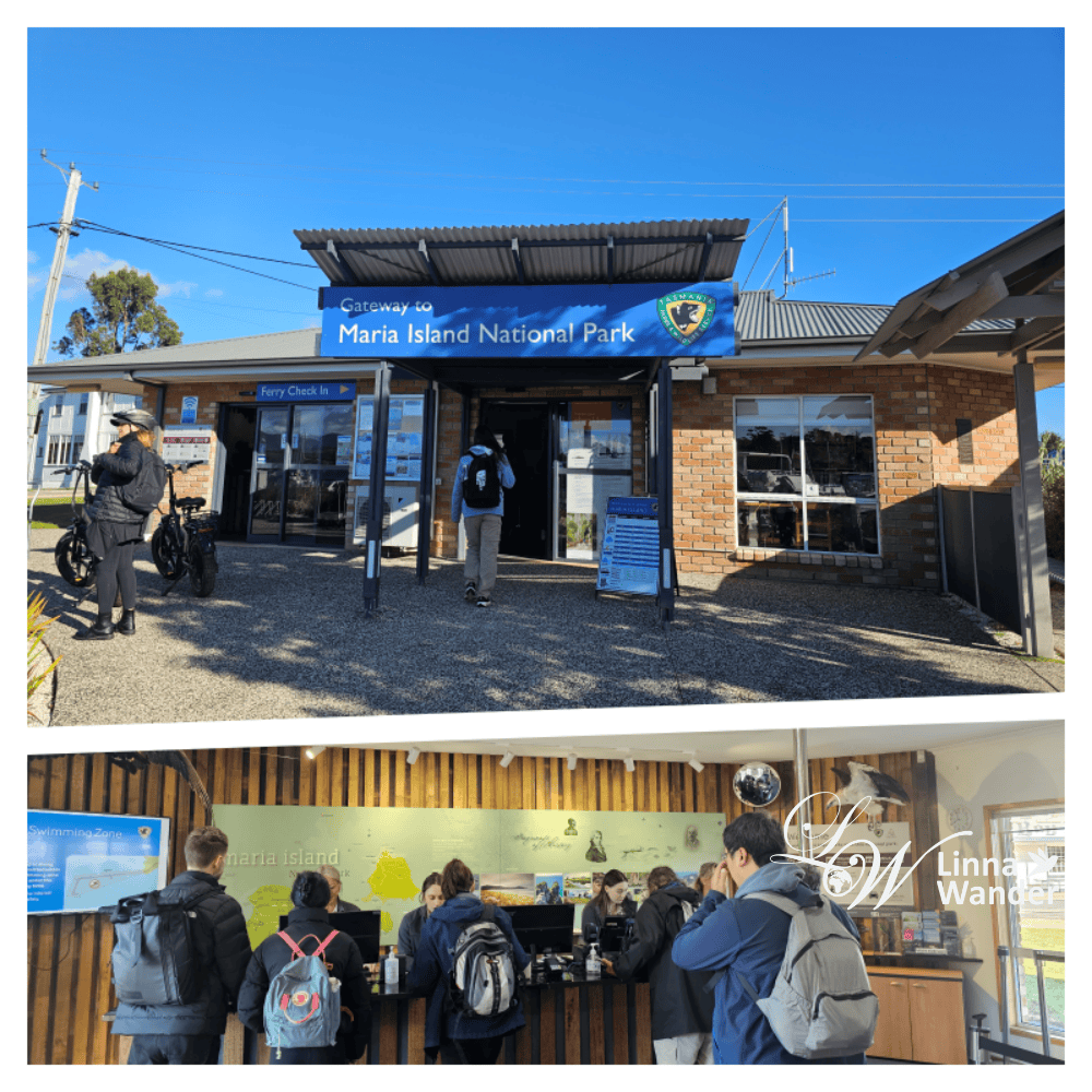 Tasmania-來去瑪麗亞島Maria Island找袋熊！