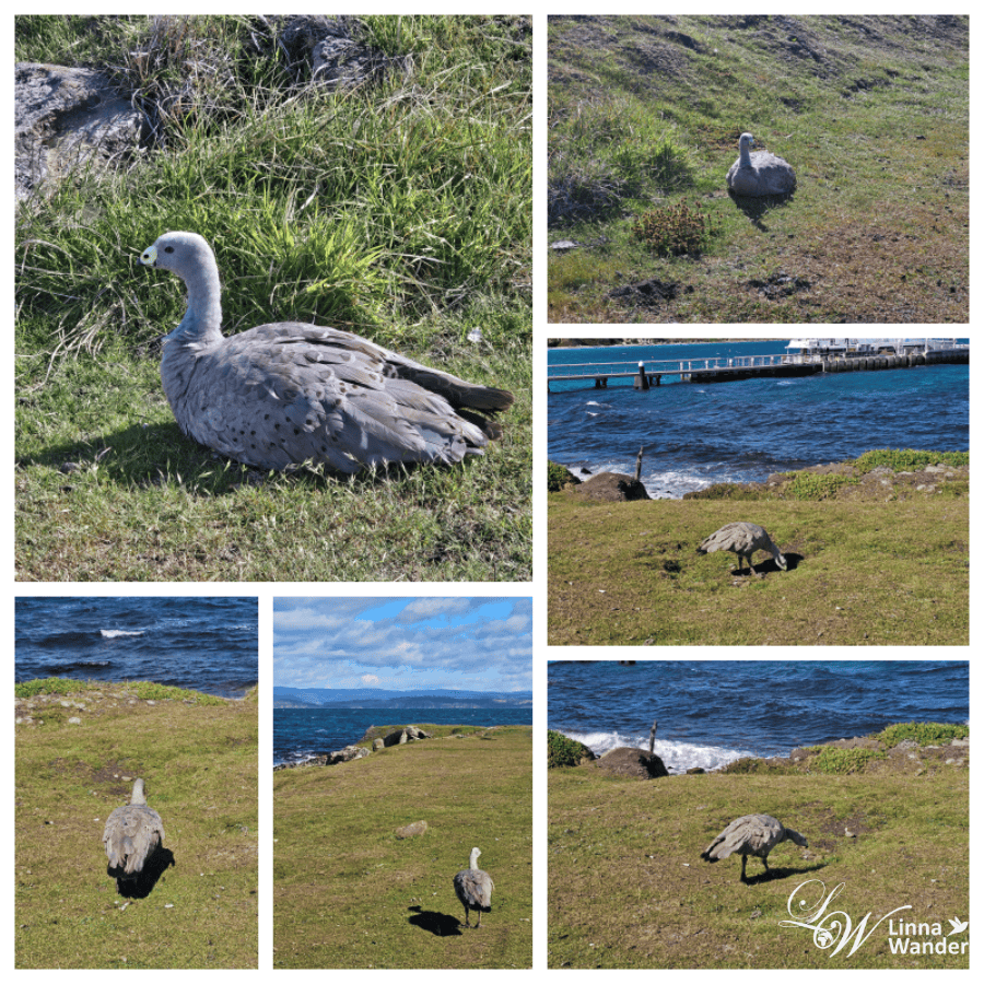 Tasmania-來去瑪麗亞島Maria Island找袋熊！