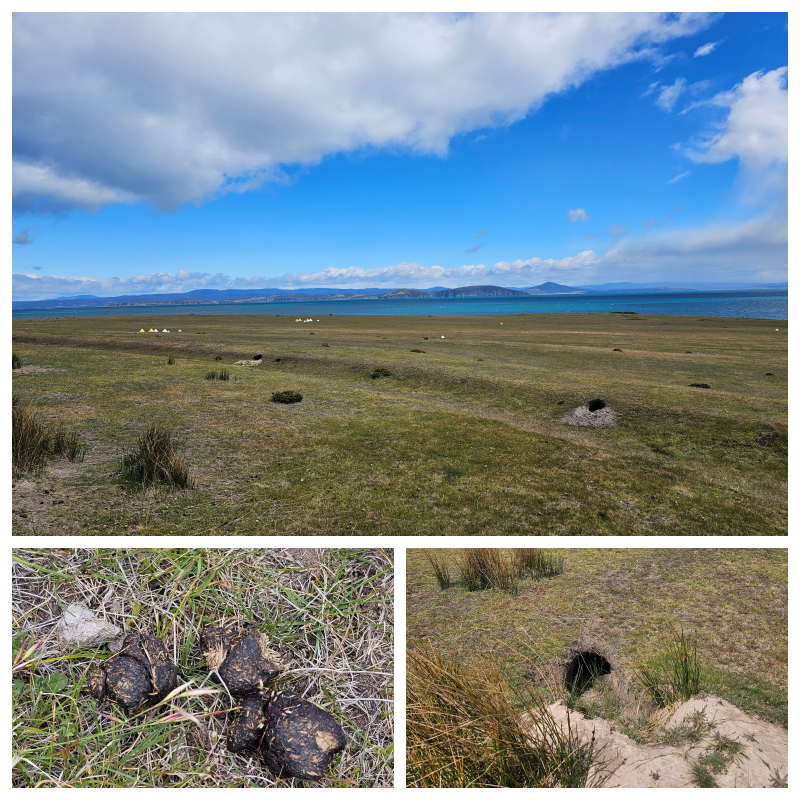 202511浪跡天涯@Tasmania-瑪麗亞島國家公園 Maria Island