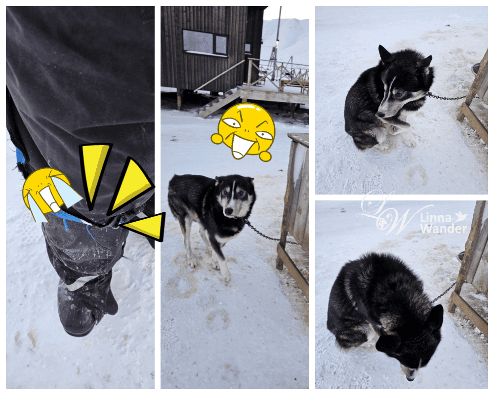 我的極地探險-跟雪橇犬一起穿越極地! - 第38張圖 我的極地探險-跟雪橇犬一起穿越極地!