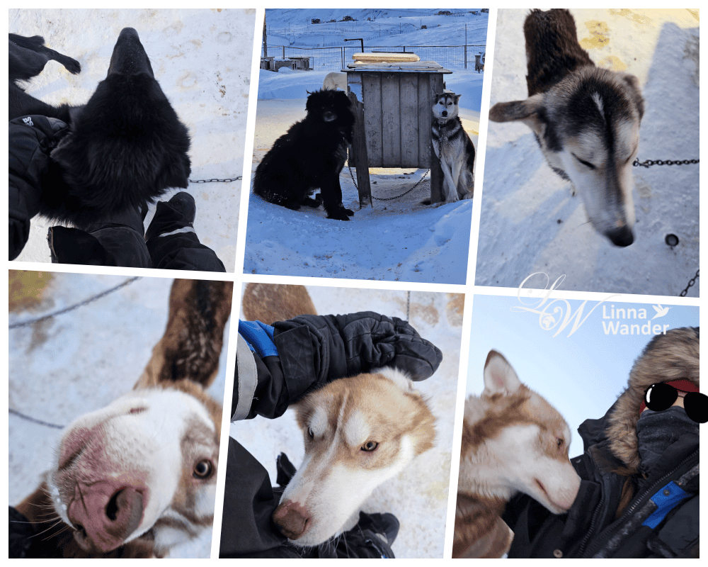 我的極地探險-跟雪橇犬一起穿越極地! - 第8張圖 我的極地探險-跟雪橇犬一起穿越極地!