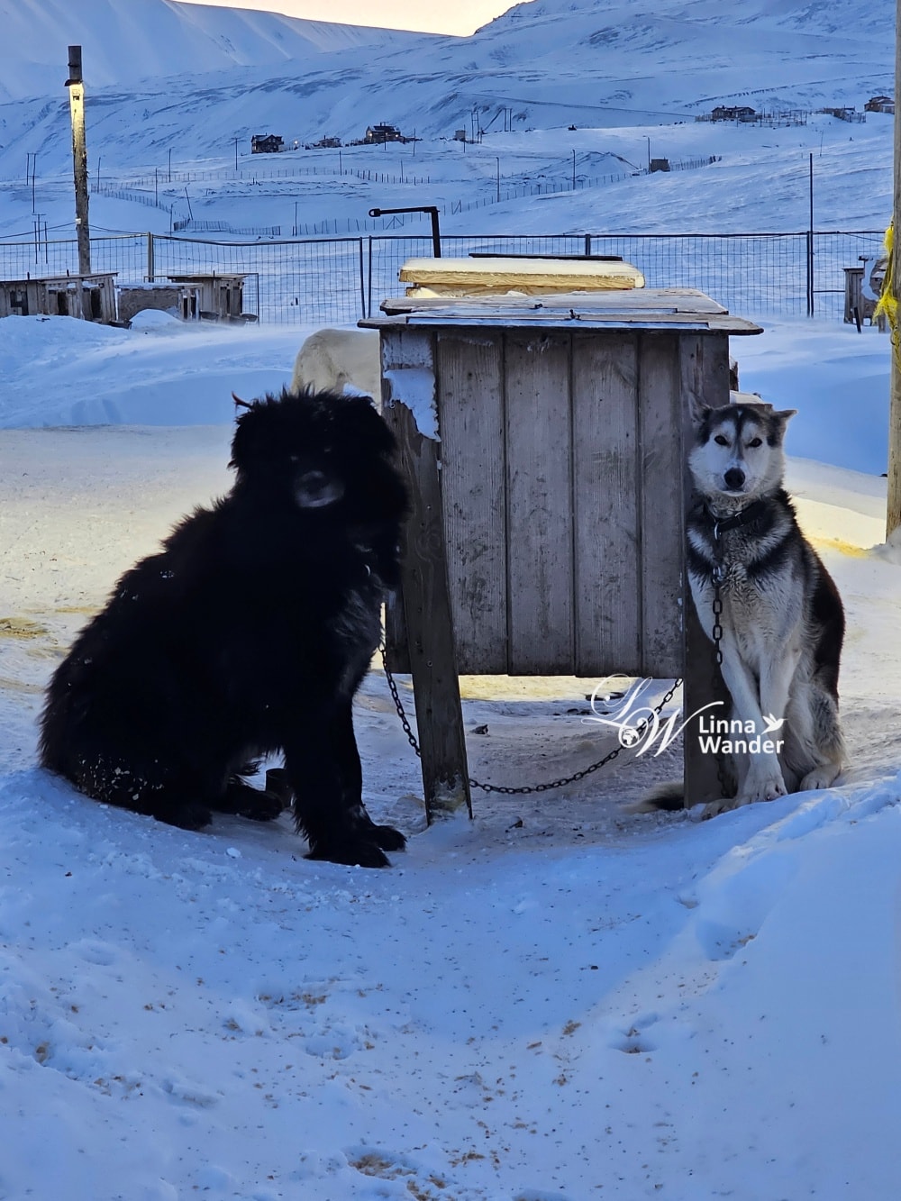 我的極地探險-跟雪橇犬一起穿越極地! - 第4張圖 我的極地探險-跟雪橇犬一起穿越極地!