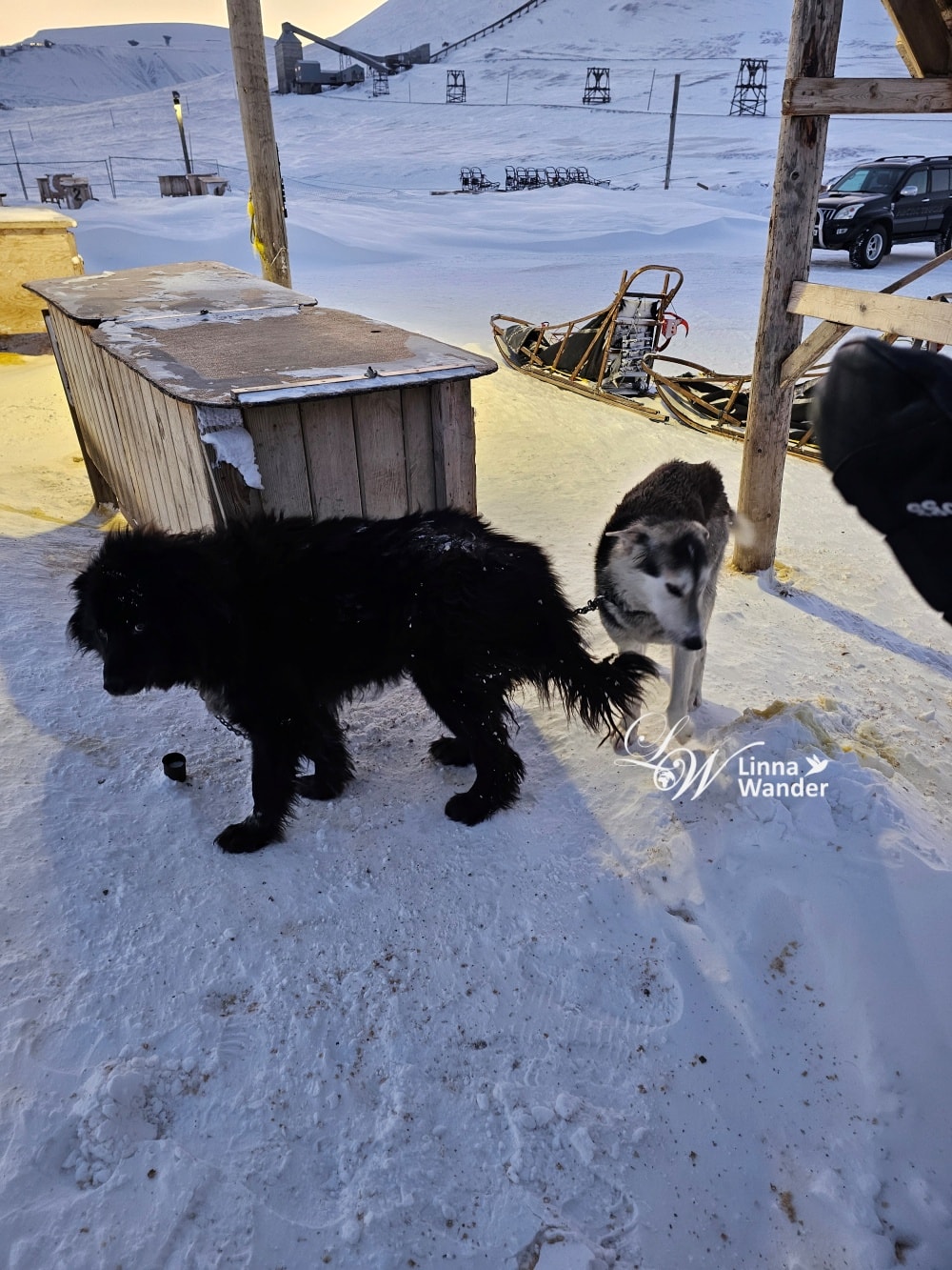 我的極地探險-跟雪橇犬一起穿越極地! - 第9張圖 我的極地探險-跟雪橇犬一起穿越極地!