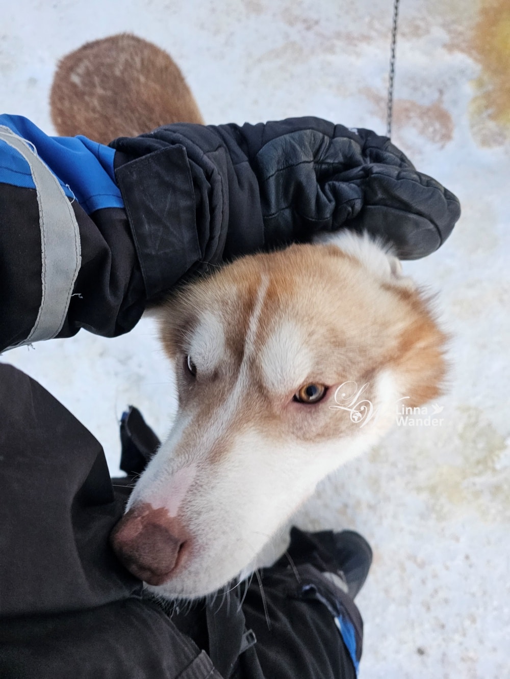 我的極地探險-跟雪橇犬一起穿越極地! - 第10張圖 我的極地探險-跟雪橇犬一起穿越極地!