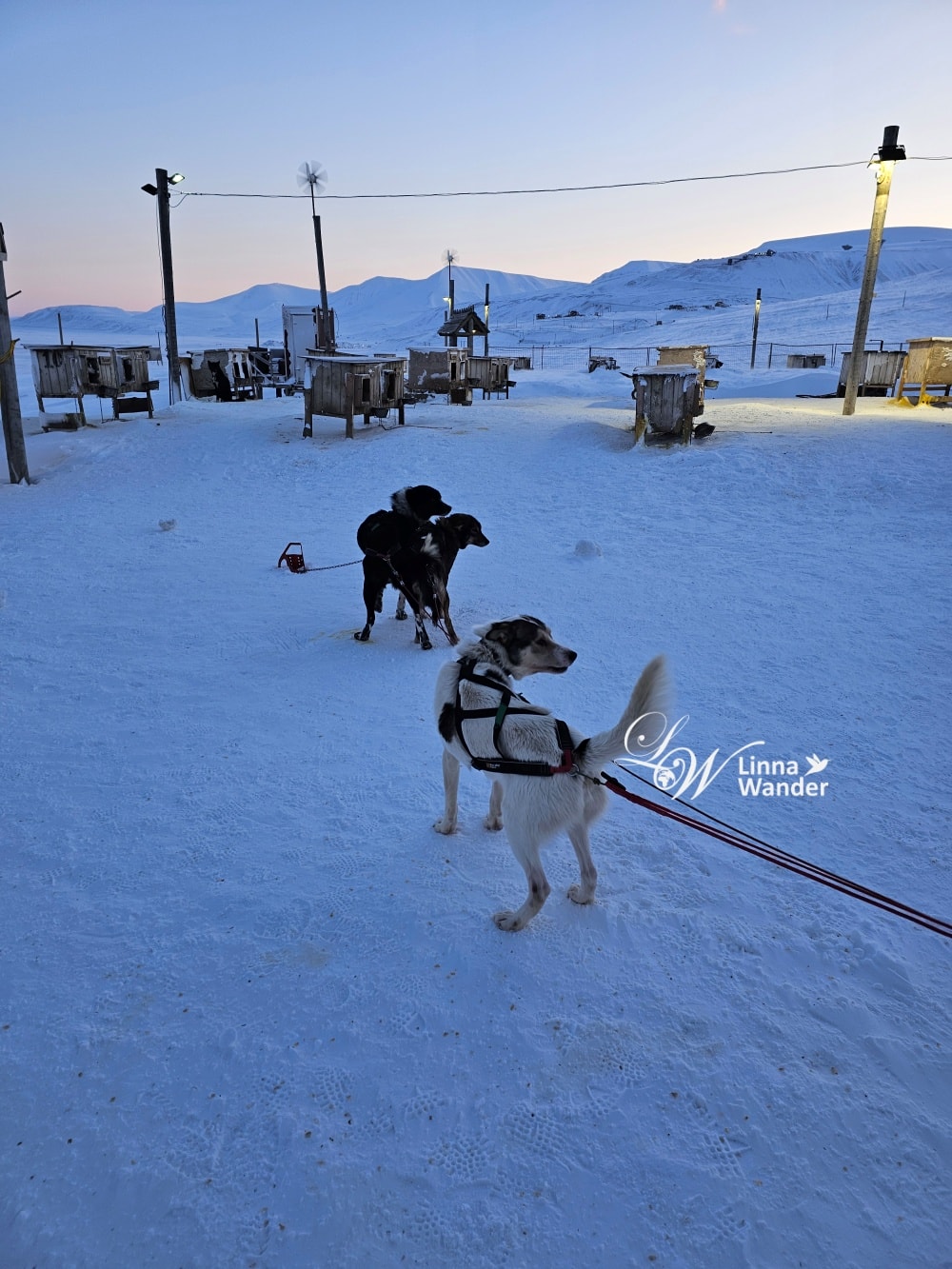 我的極地探險-跟雪橇犬一起穿越極地! - 第18張圖 我的極地探險-跟雪橇犬一起穿越極地!