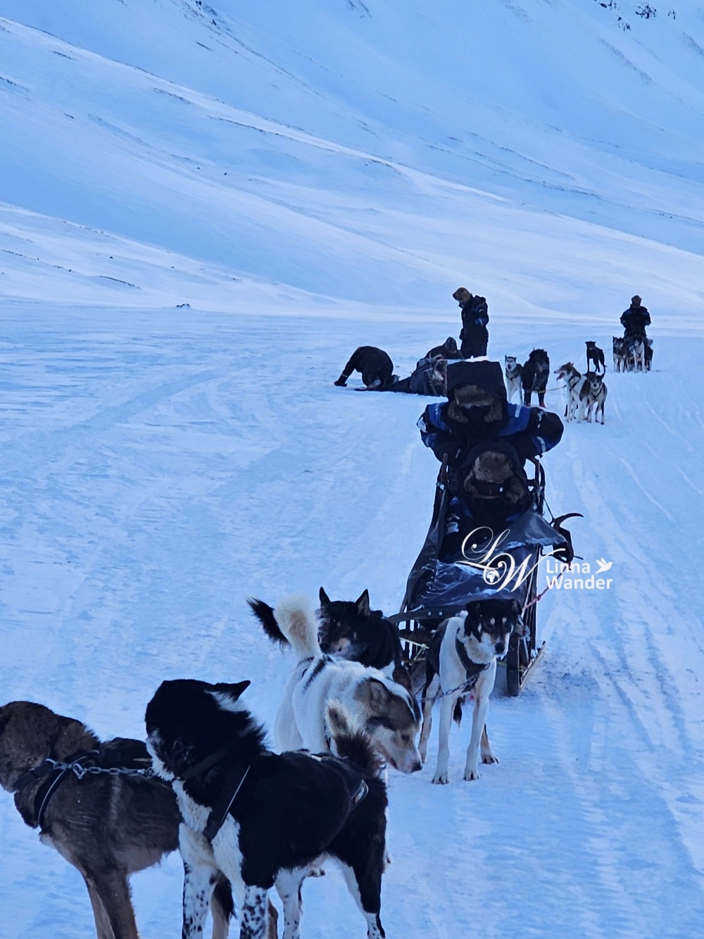 我的極地探險-跟雪橇犬一起穿越極地! - 第36張圖 我的極地探險-跟雪橇犬一起穿越極地!