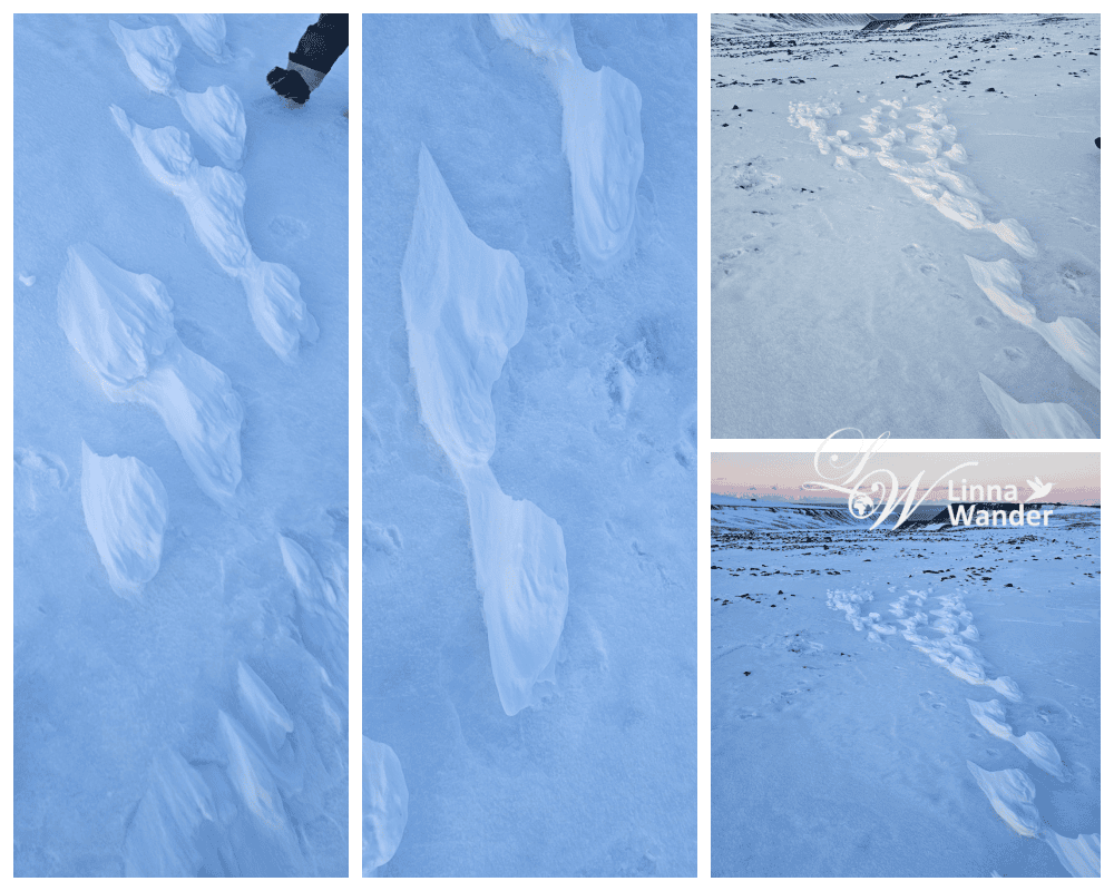 我的極地探險-徒步探險，雪狐在哪？