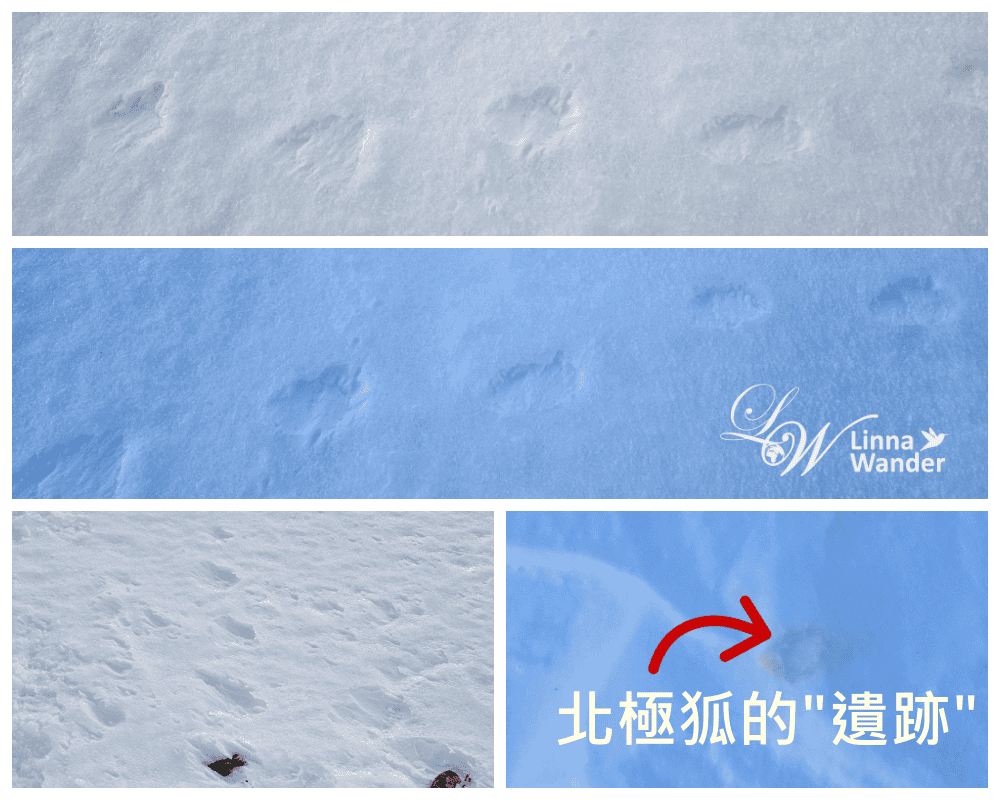 我的極地探險-徒步探險，雪狐在哪？