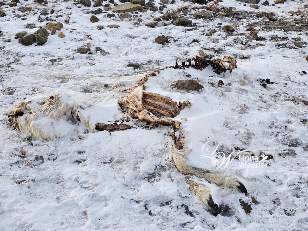 我的極地探險-徒步探險，雪狐在哪？