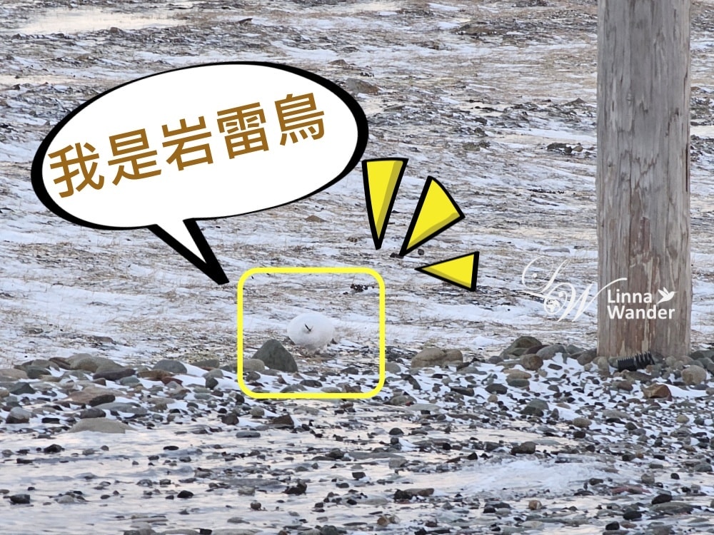 我的極地探險-徒步探險，雪狐在哪？