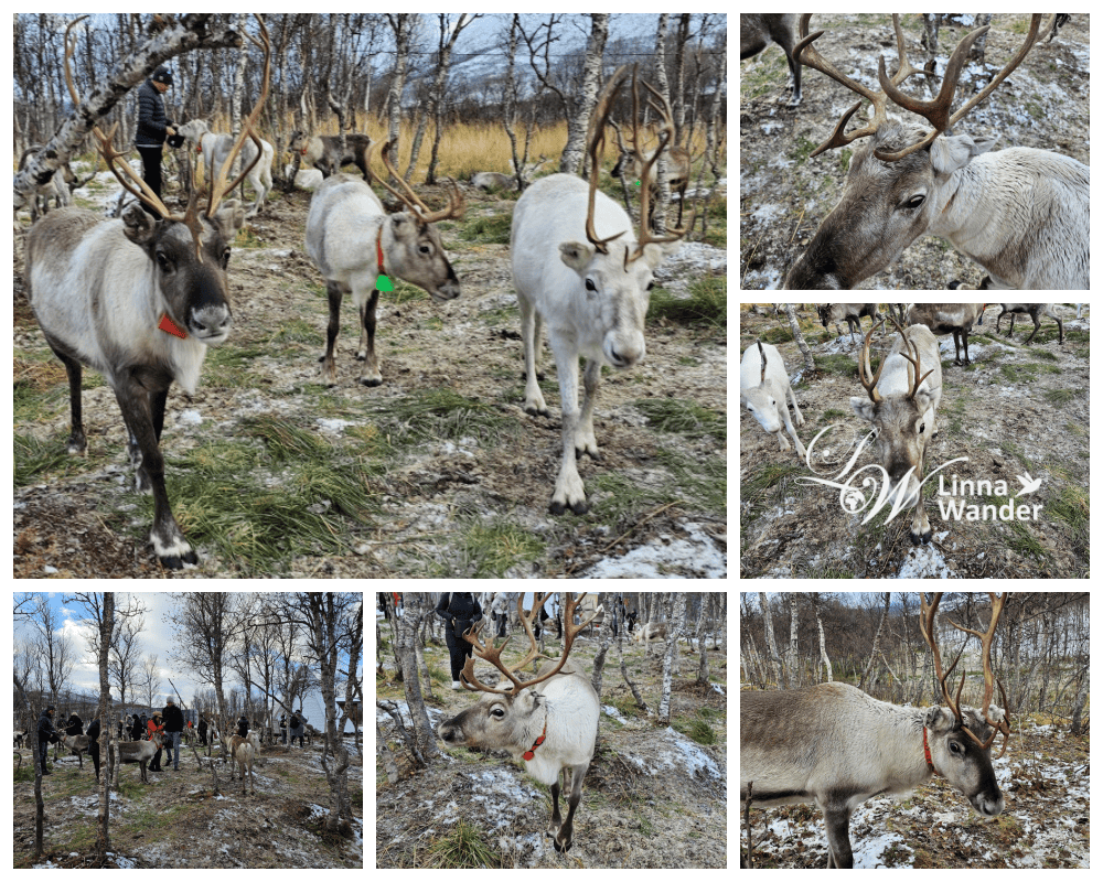 Tromso薩米文化體驗Sámi Experience