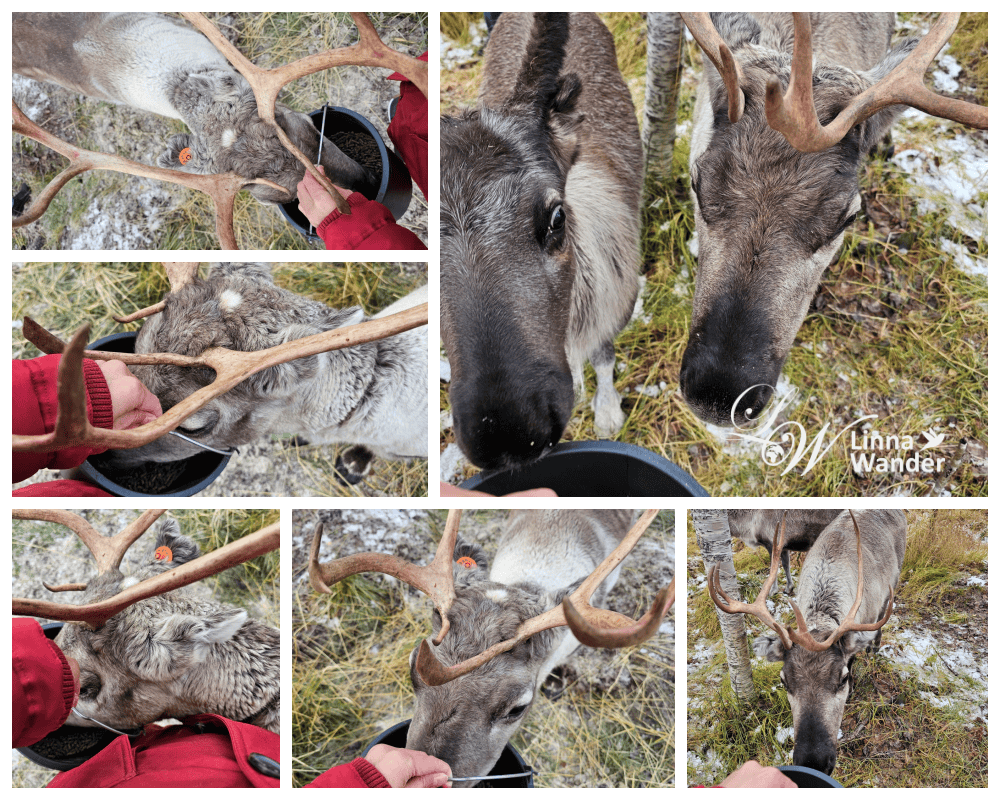 Tromso薩米文化體驗Sámi Experience
