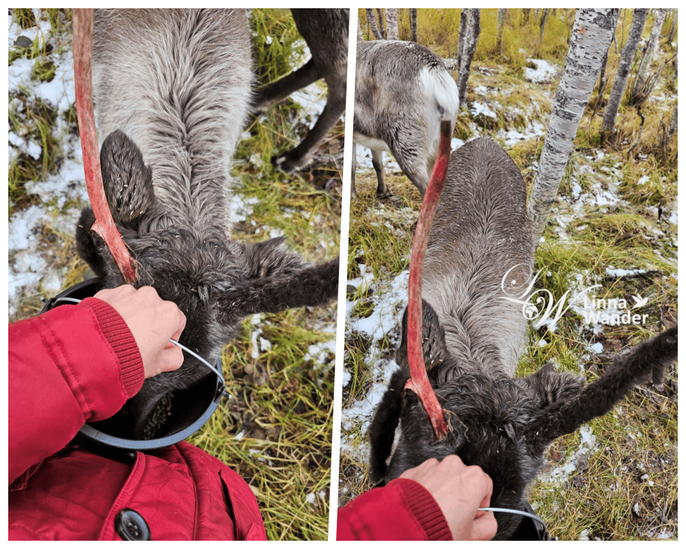 Tromso薩米文化體驗Sámi Experience