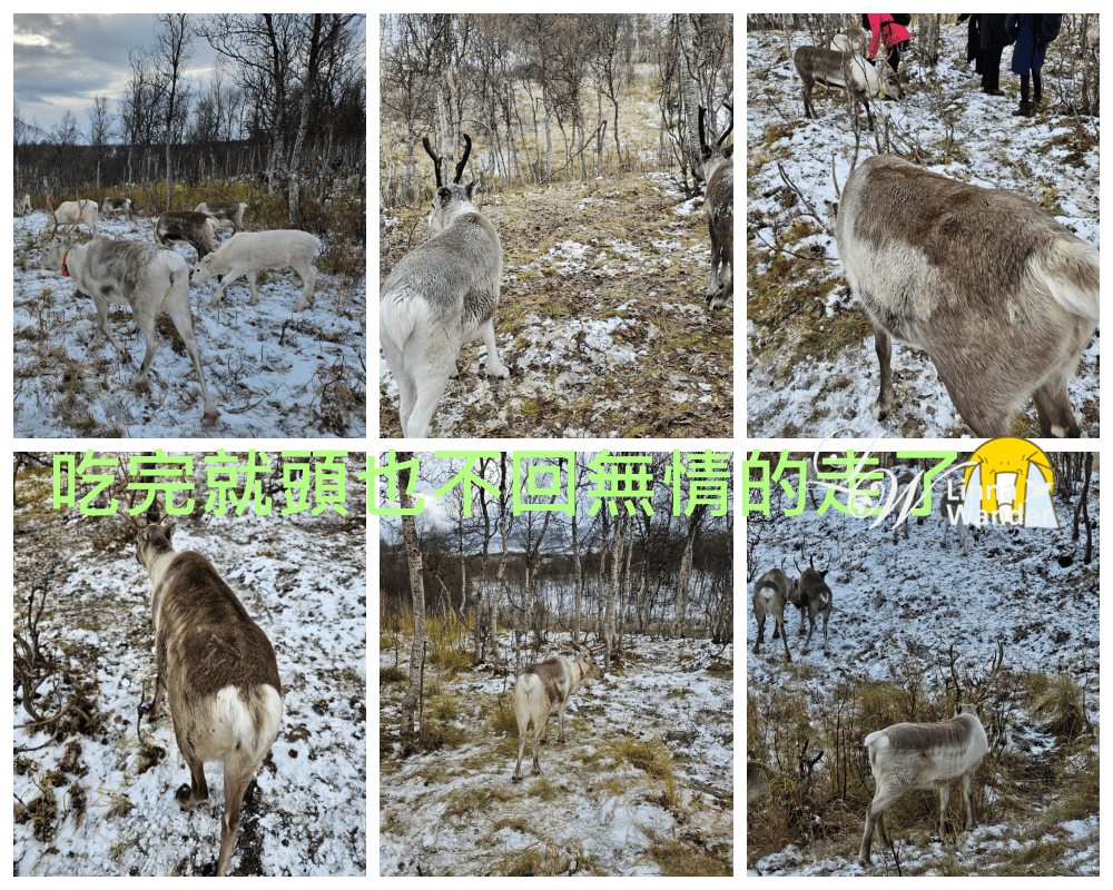 Tromso薩米文化體驗Sámi Experience
