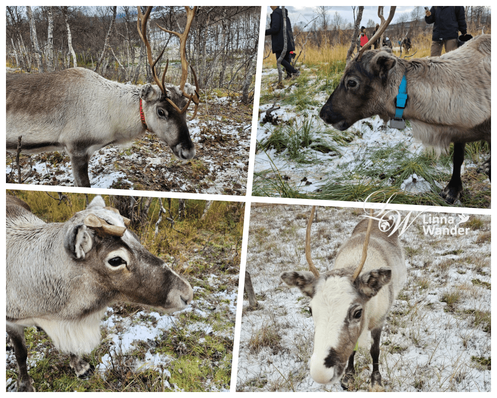 Tromso薩米文化體驗Sámi Experience