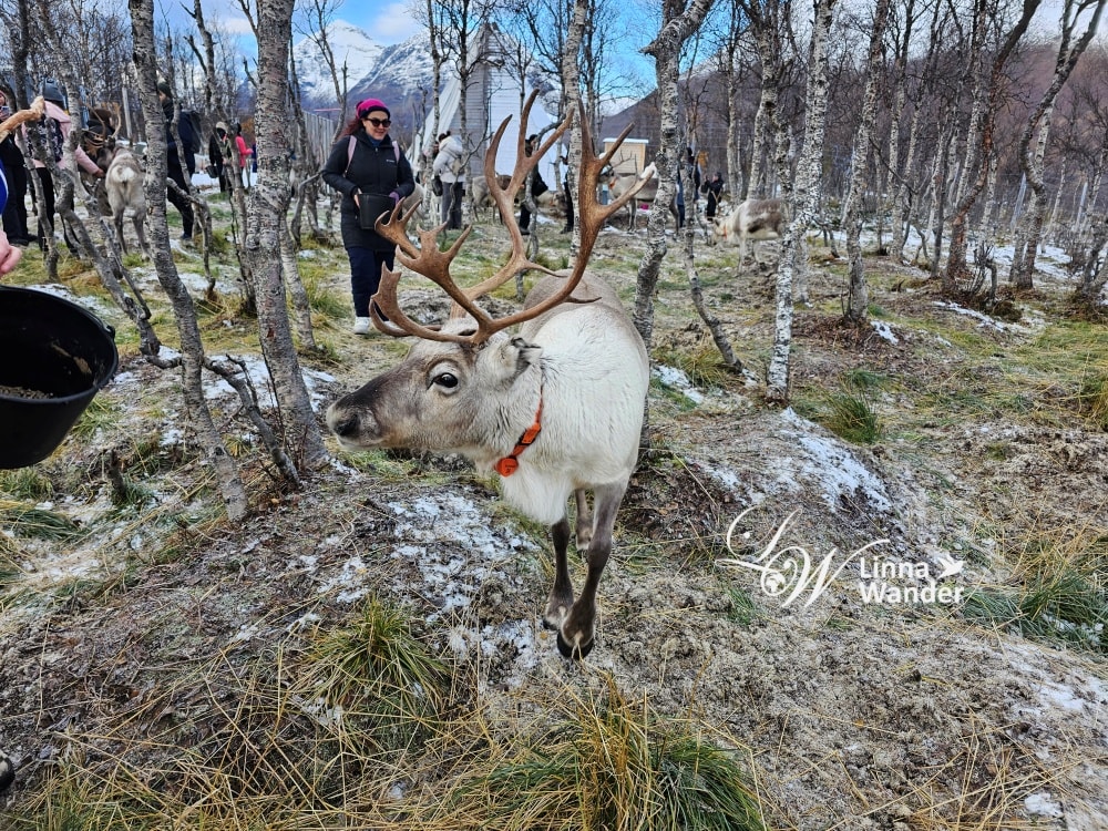 Tromso薩米文化體驗Sámi Experience