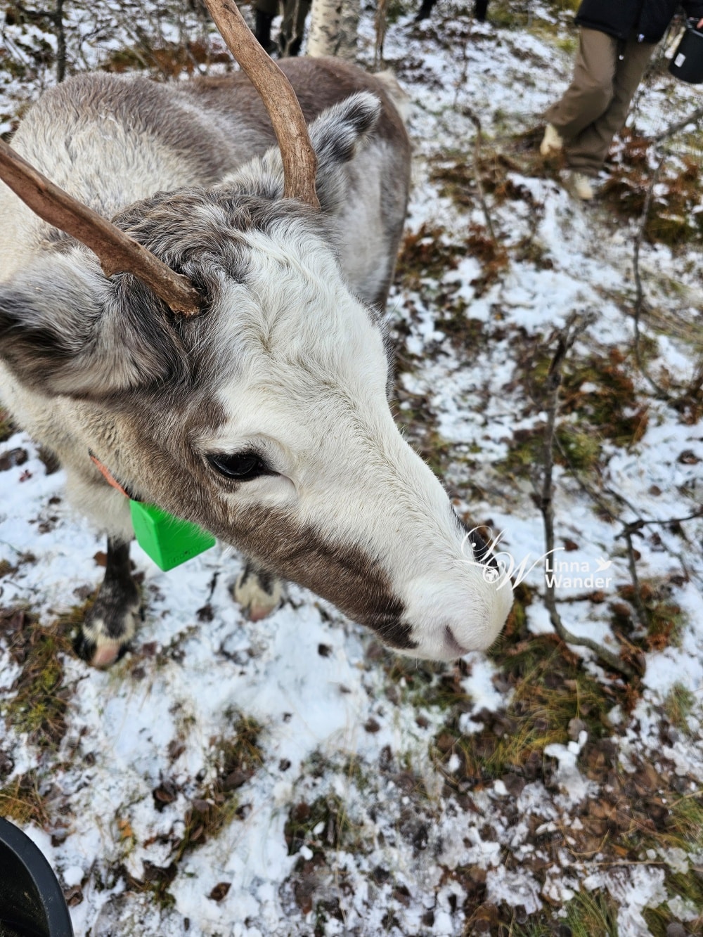 Tromso薩米文化體驗Sámi Experience