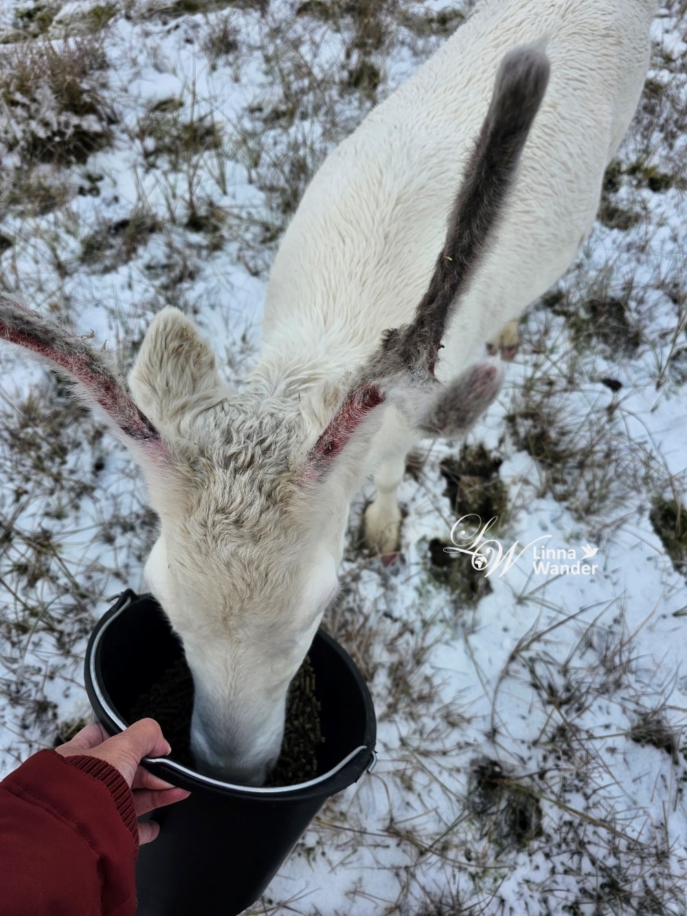 Tromso薩米文化體驗Sámi Experience