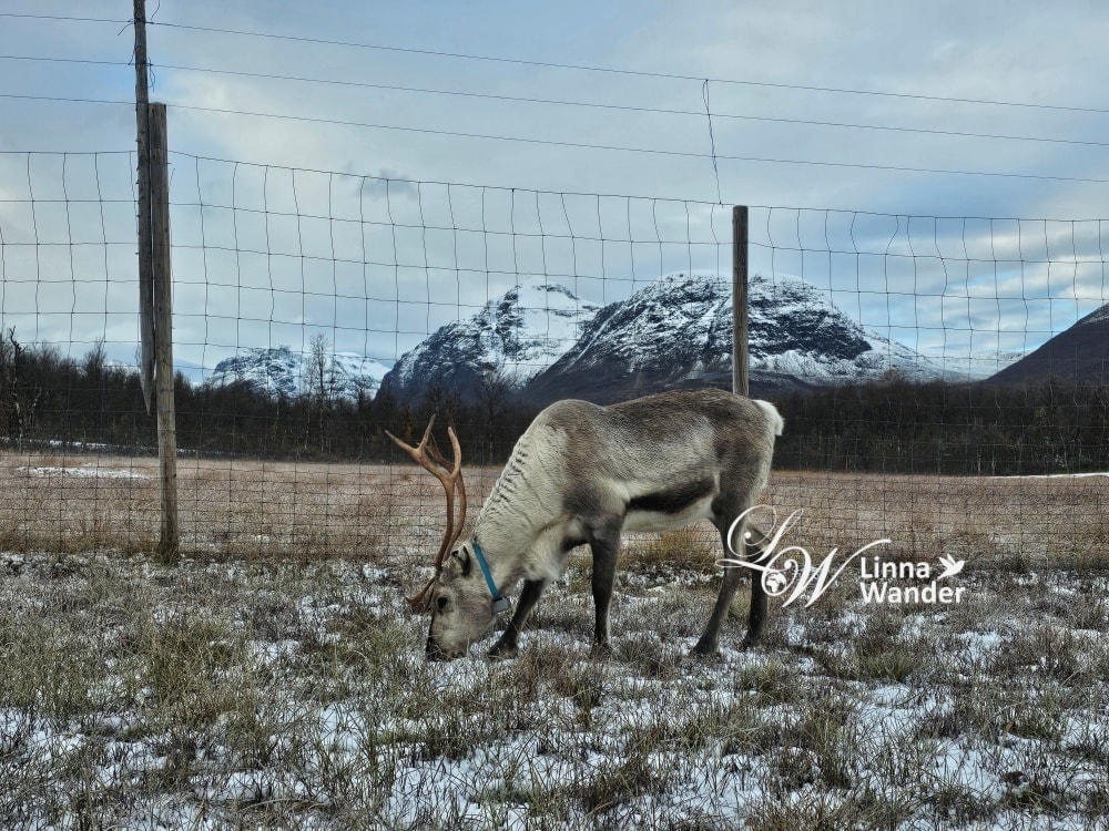 Tromso薩米文化體驗Sámi Experience